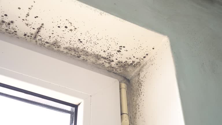 Best Mold Removal for HVAC Installations  in El Segundo, CA